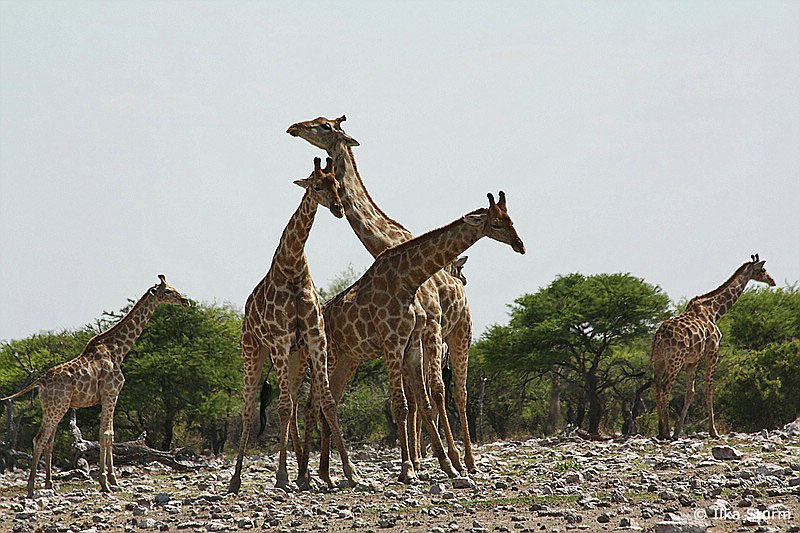 Etosha Nationalpark