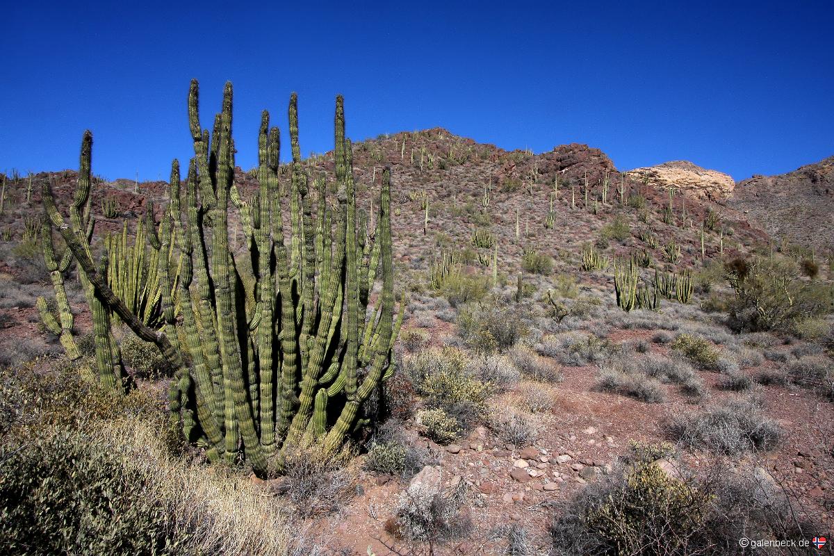 Organ Pipe Cactus National Monument