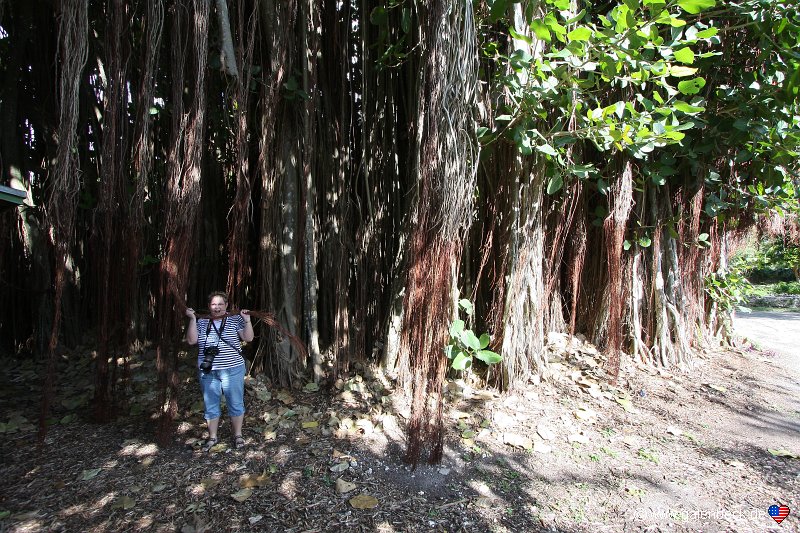 The Kampong of the National Tropical Botanical Garden