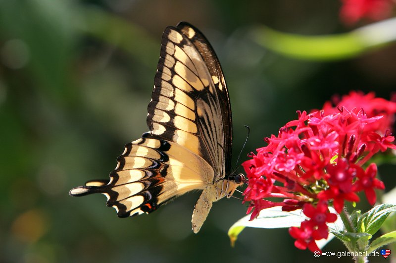 Butterfly World Florida