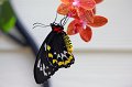 Key_West_Butterfly_Conservatory_43
