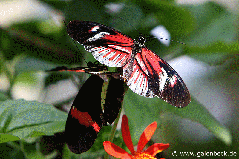 Butterfly World