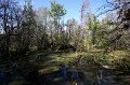 Corkscrew_Swamp_Sanctuary_28