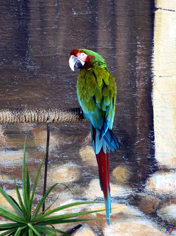 Parrot Jungle Island