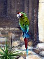 Parrot_Jungle_Island_14