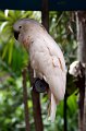 Parrot_Jungle_Island_39