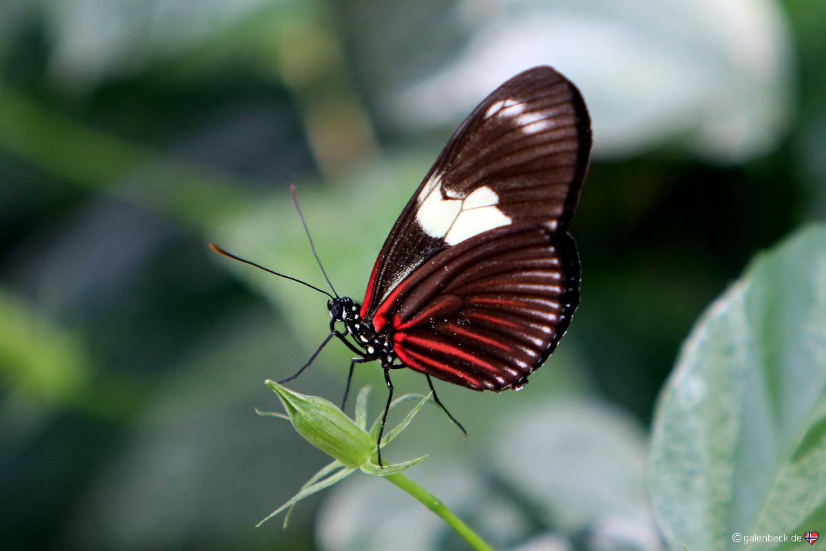 Key West Butterfly and Nature Conservatory