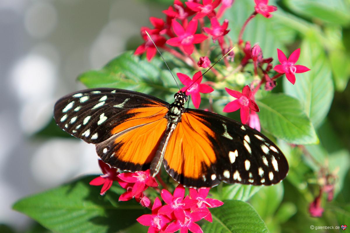 Key West Butterfly and Nature Conservatory