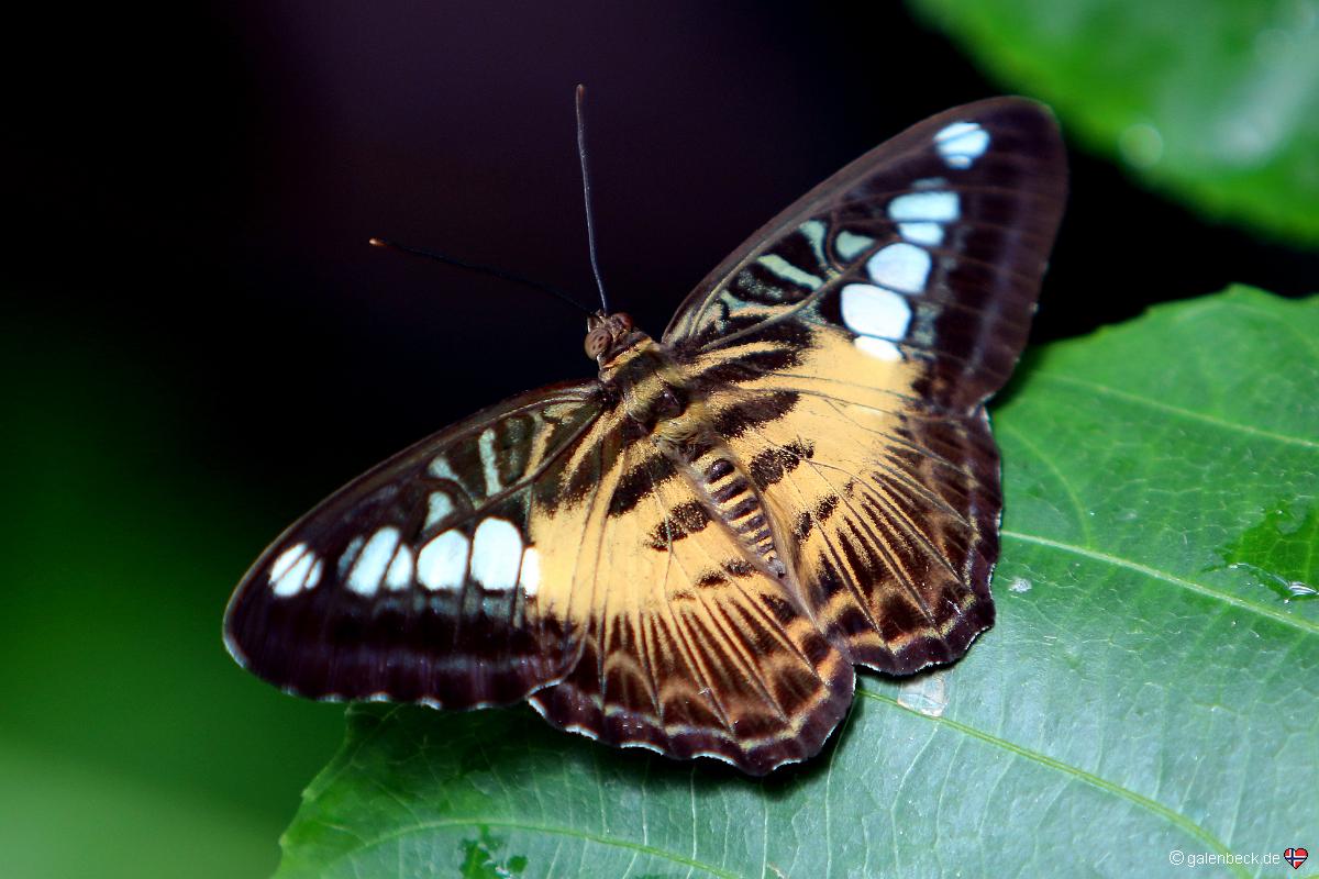 Key West Butterfly and Nature Conservatory