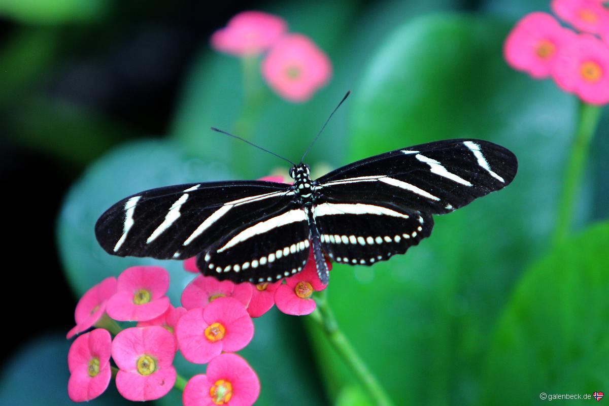 Key West Butterfly and Nature Conservatory