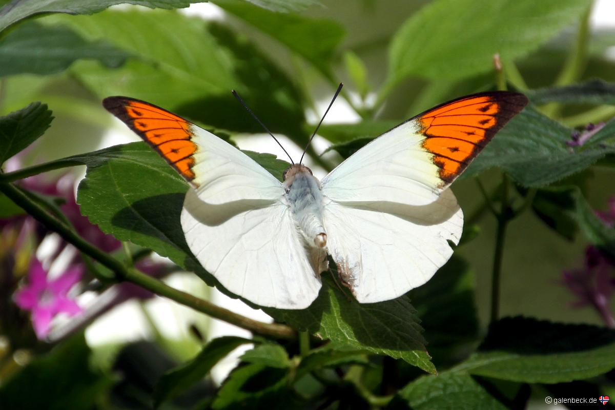 Key West Butterfly and Nature Conservatory