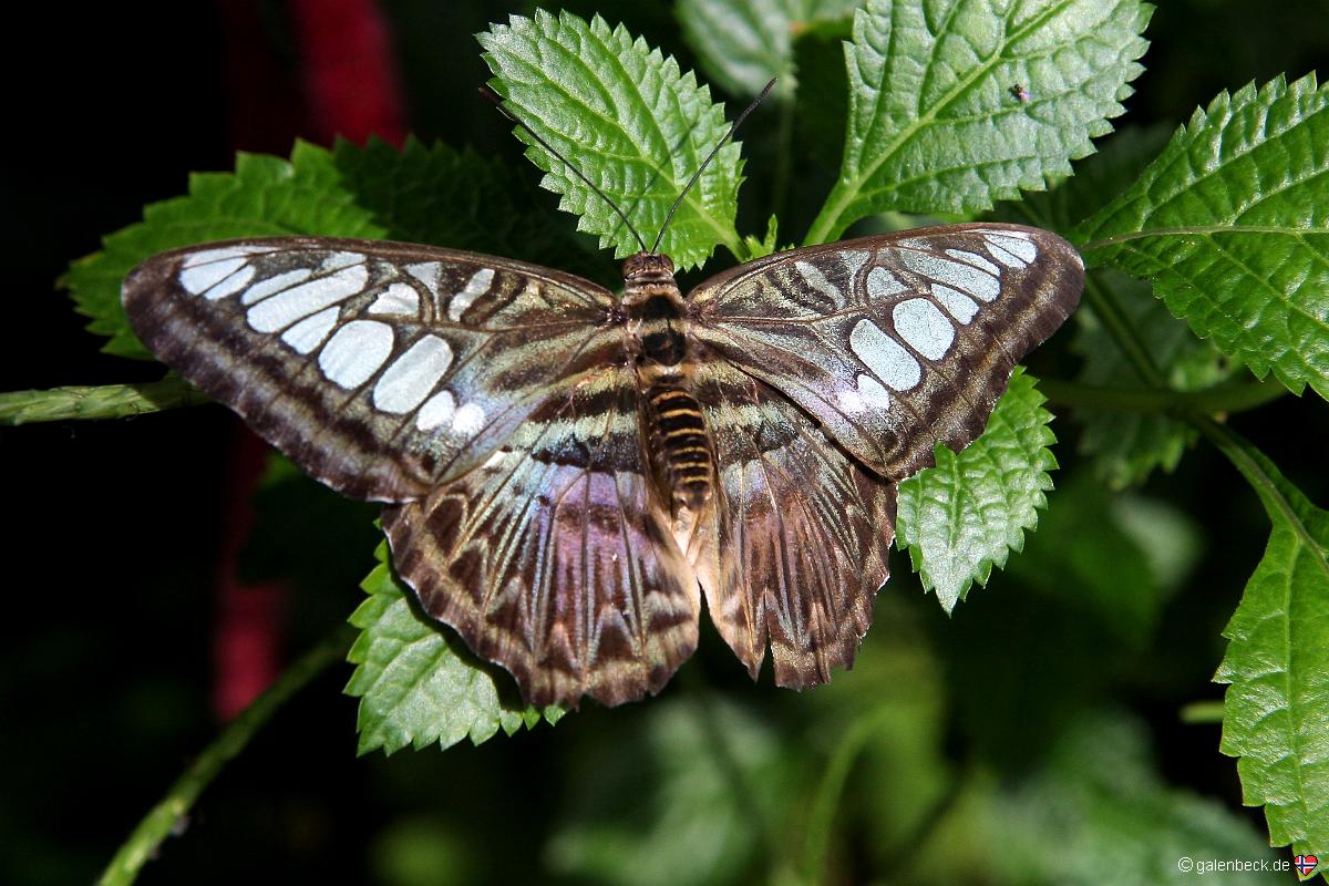 Key West Butterfly and Nature Conservatory