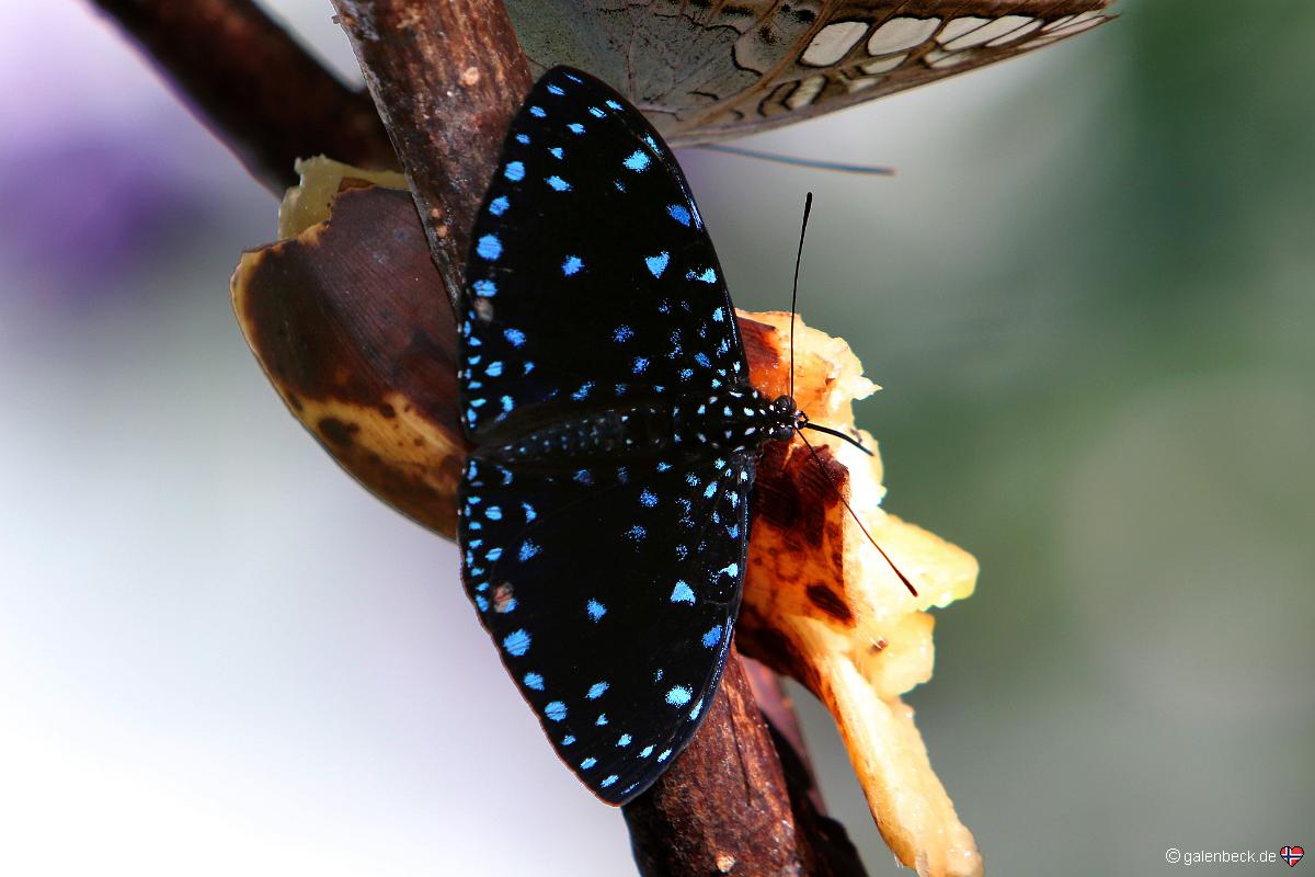 Key West Butterfly and Nature Conservatory