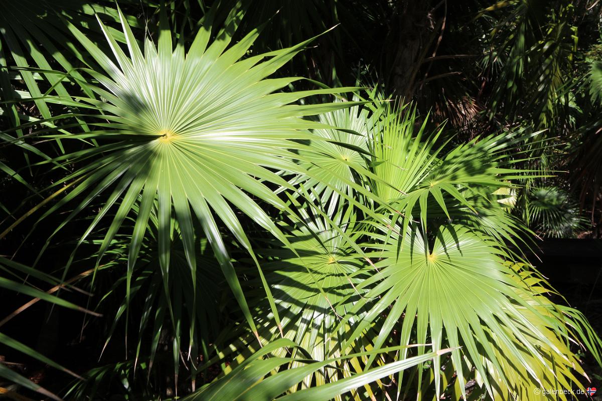 Key West Botanical Garden