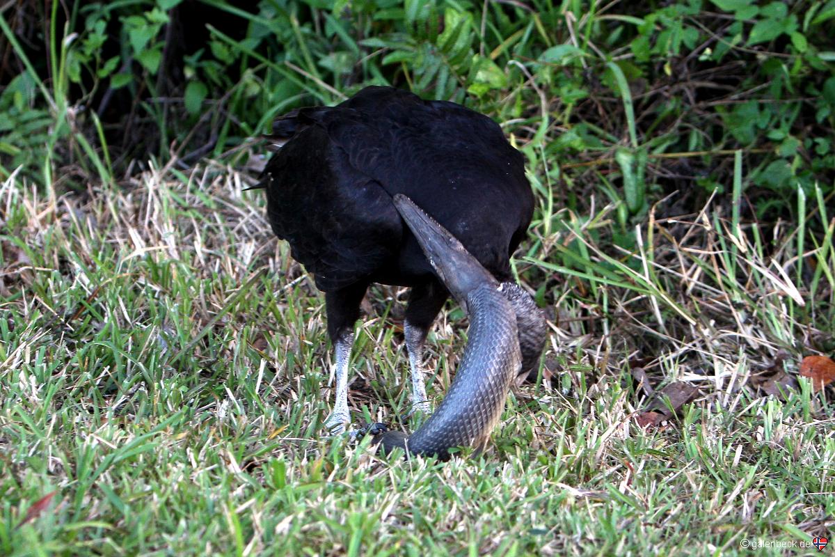 Anhinga Trail