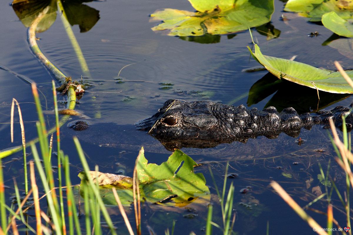 Everglades National Park Anhinga Trail