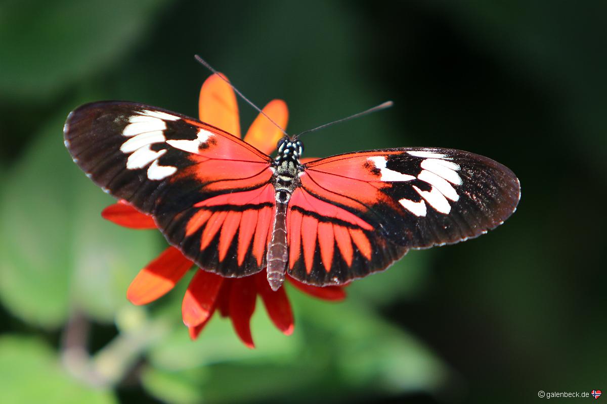 Butterfly World