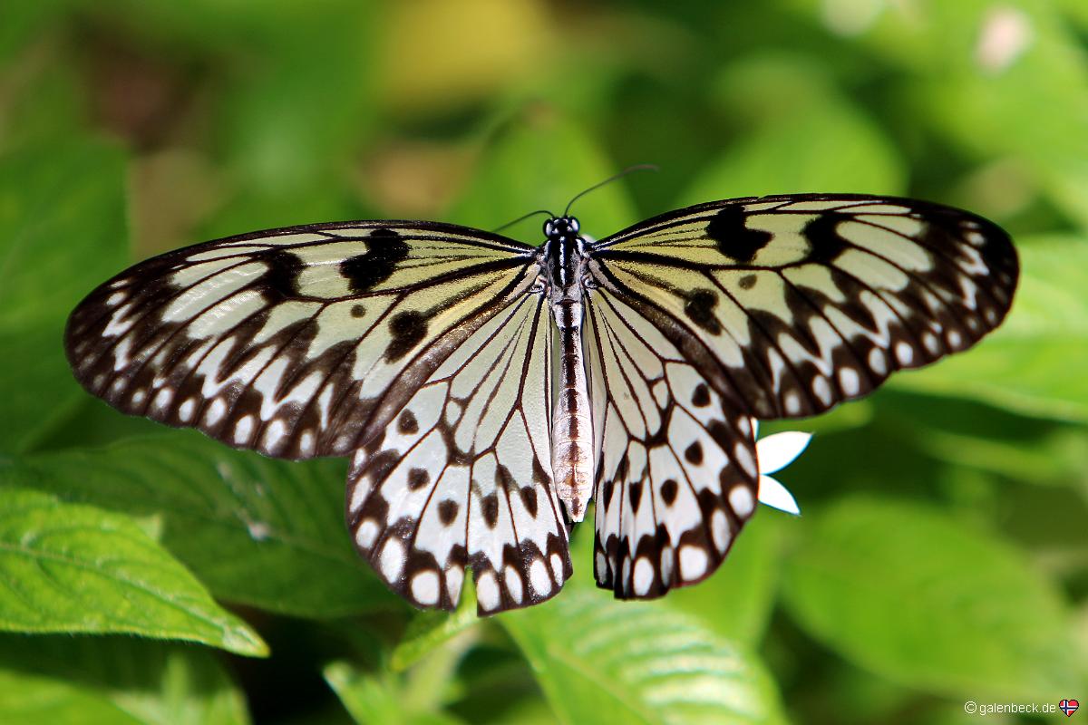 Butterfly World