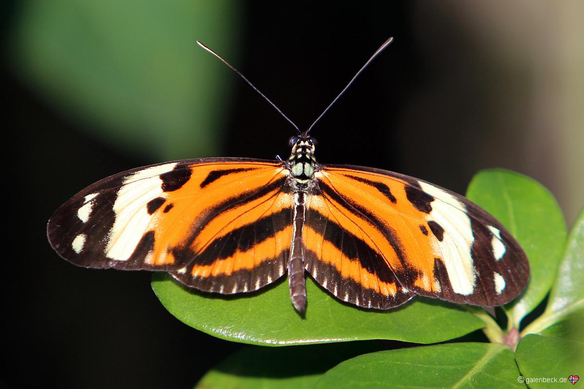 Butterfly World