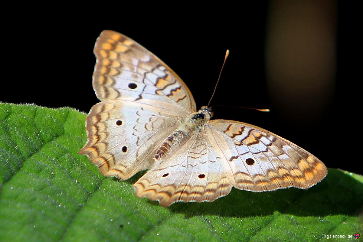 Butterfly World