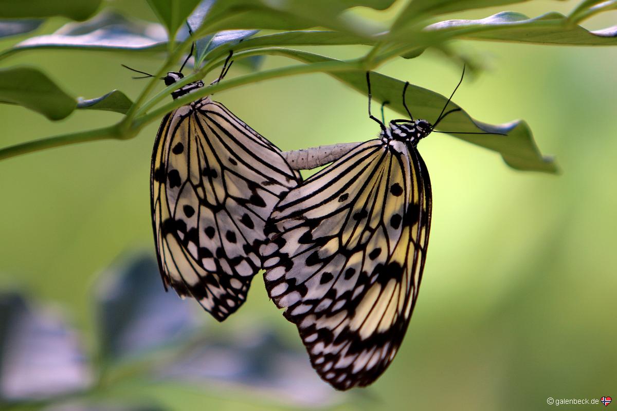 Butterfly World