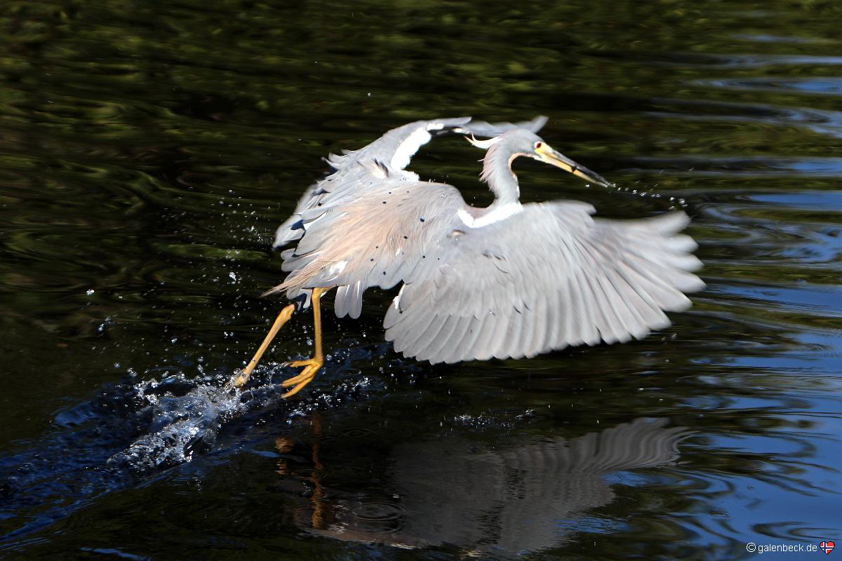 Everglades National Park, Shark Valley