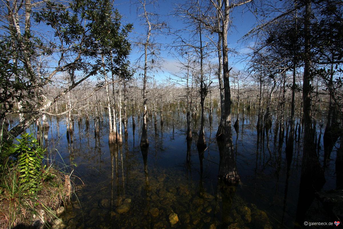 Loop Road, Big Cypress National Preserve