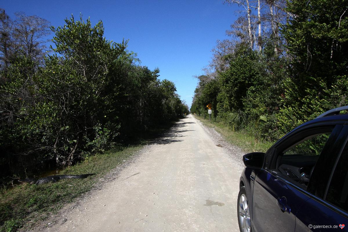 Loop Road, Big Cypress National Preserve