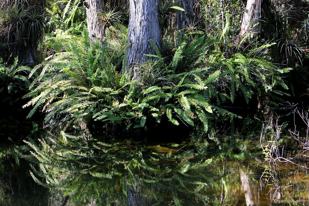 Loop Road, Big Cypress National Preserve