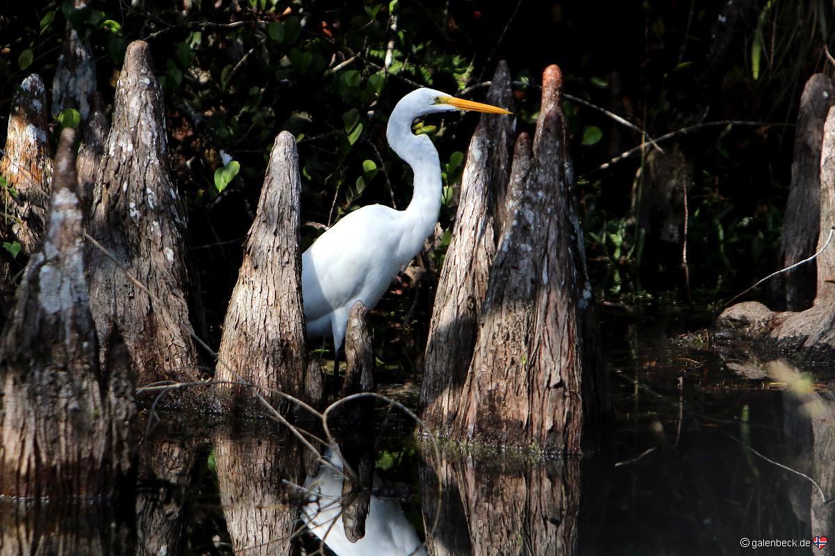 Loop Road, Big Cypress National Preserve