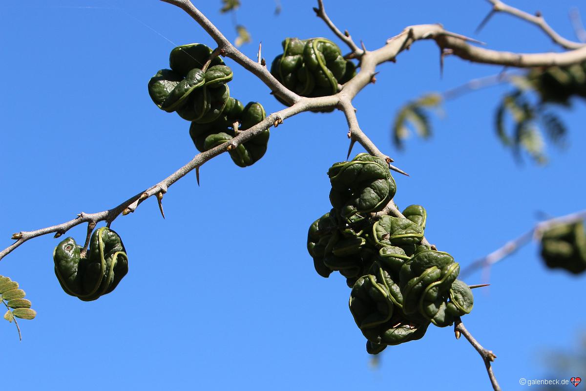 Naples Botanical Garden