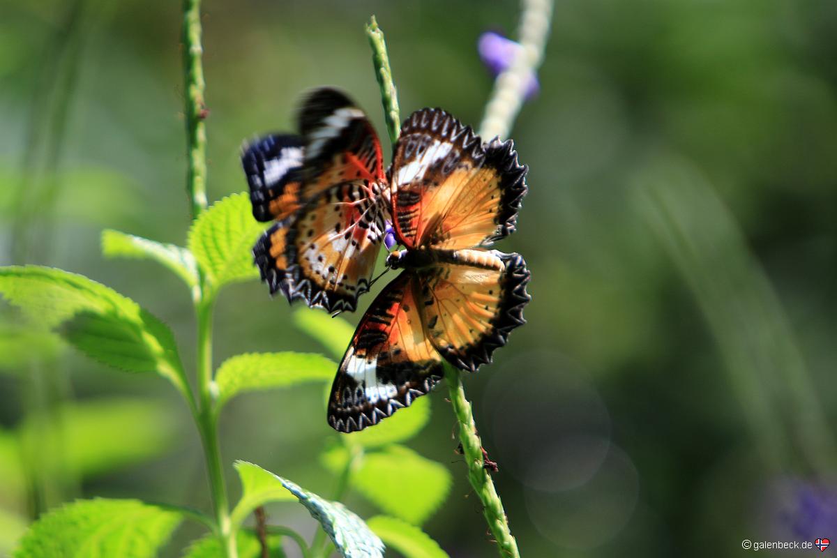 Key West Butterfly and Nature Conservatory