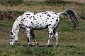 Saeugetiere