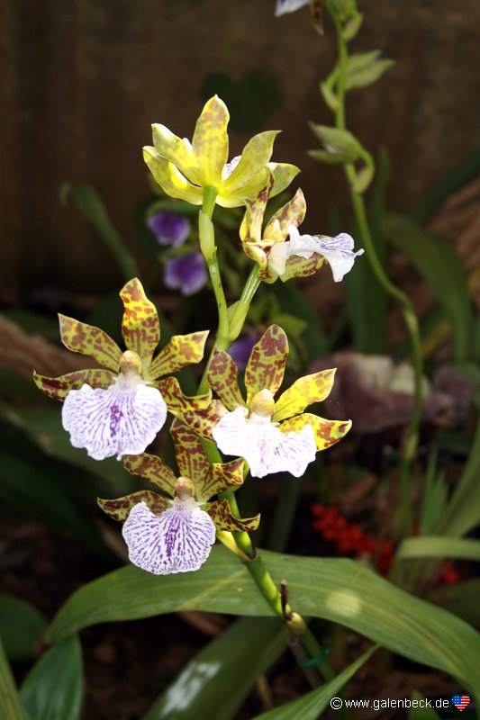 Pregetters Orchid Garden Funchal