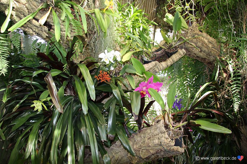 Orchid Garden Funchal