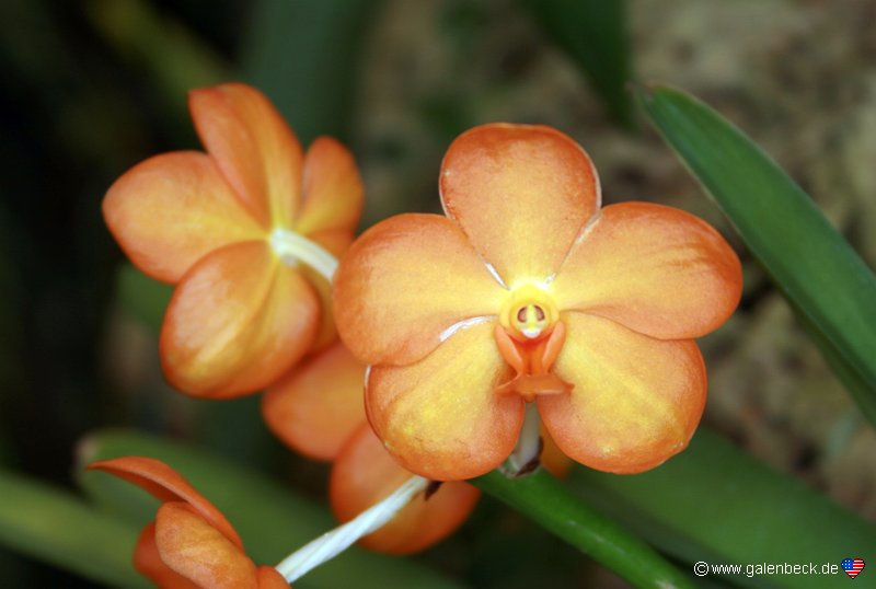Pregetters Orchid Garden