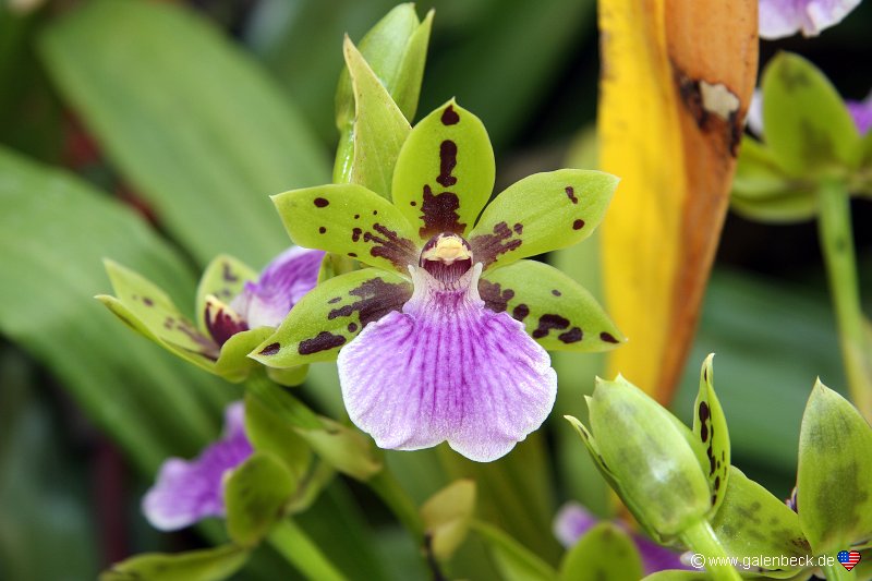 Orchid Garden Funchal