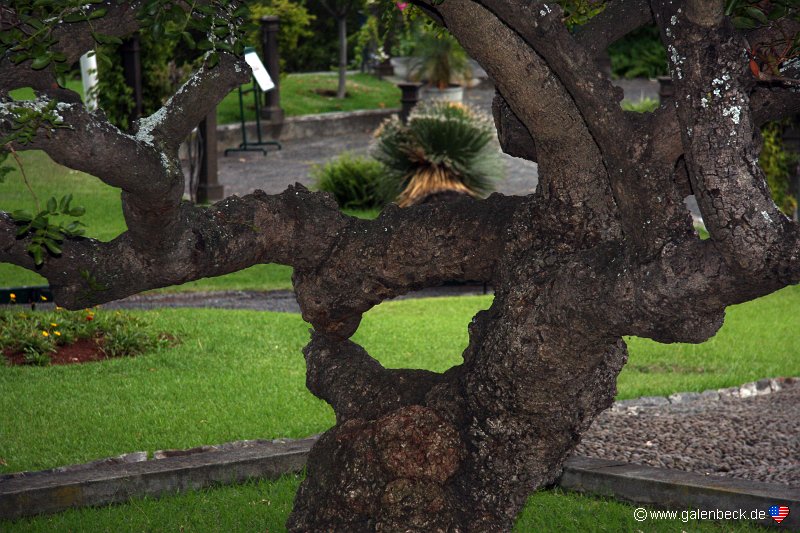 Quinta Magnolia Funchal