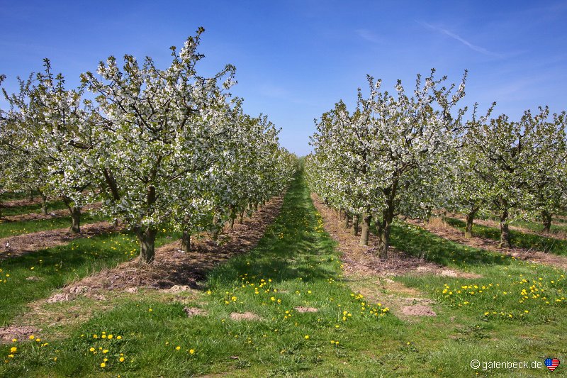 Obstbaumblüte in Mecklenburg