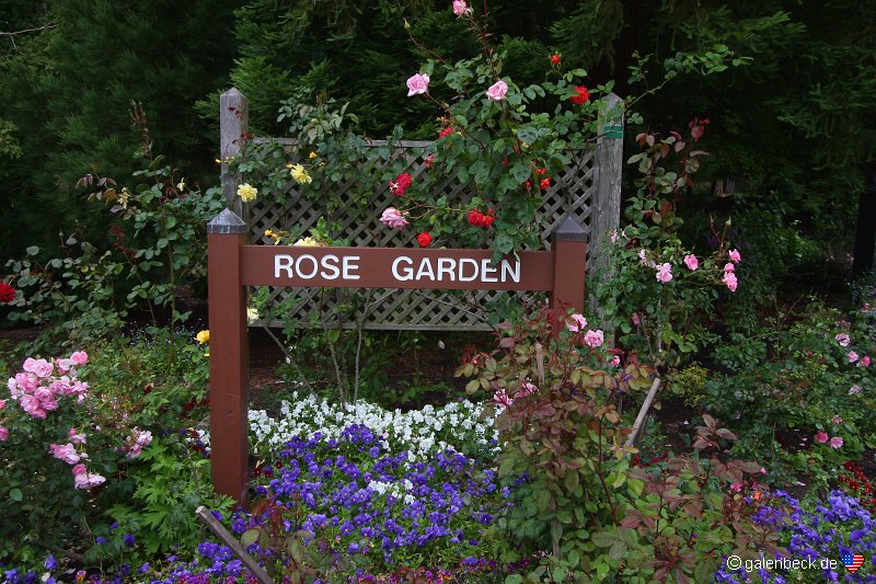 Rose Garden Golden Gate Park