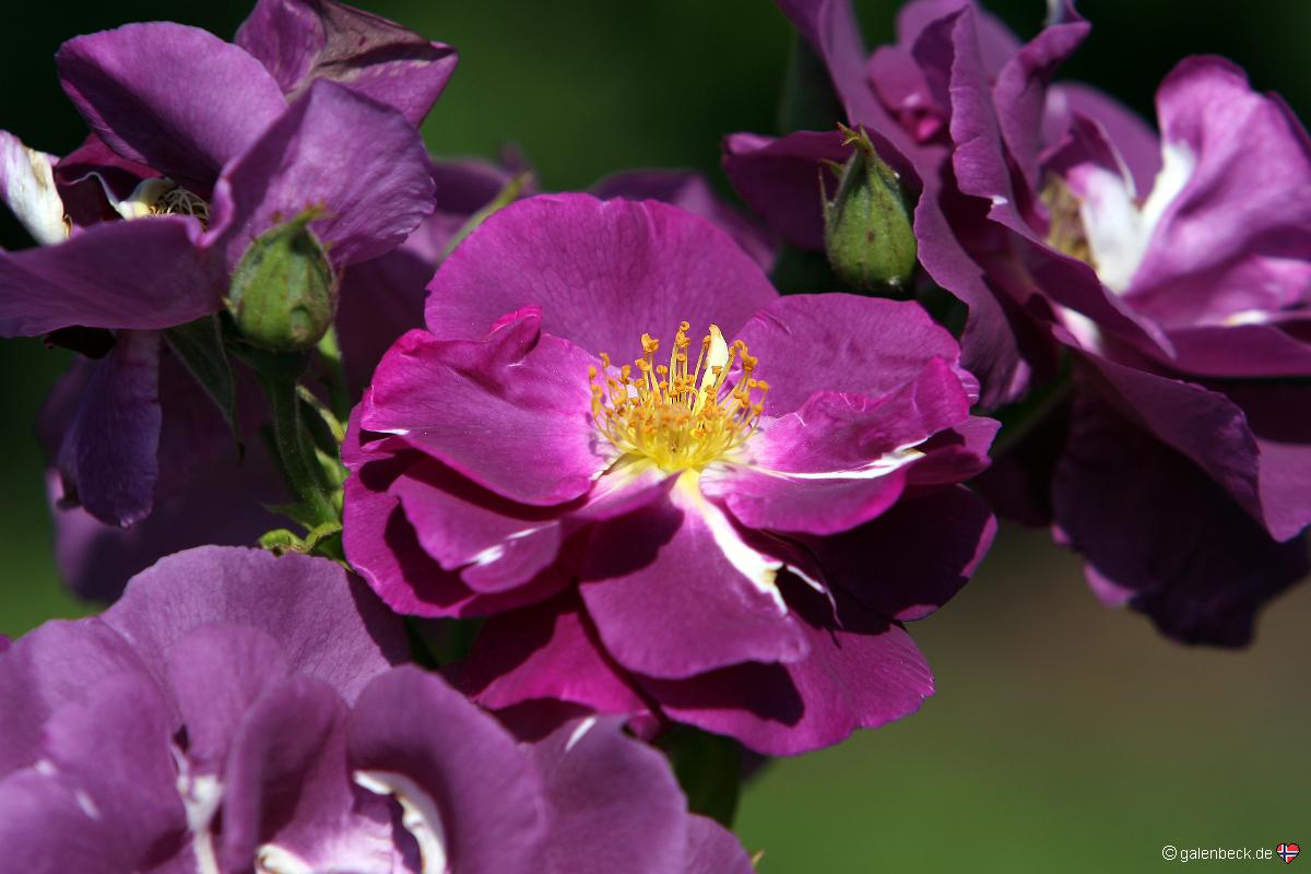 Point Defiance Park Rose Garden