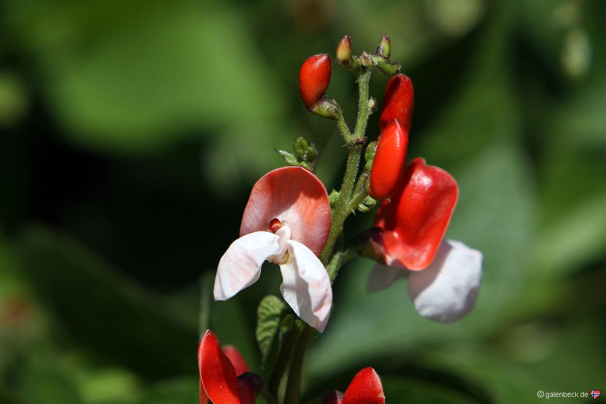 University of California Botanical Garden