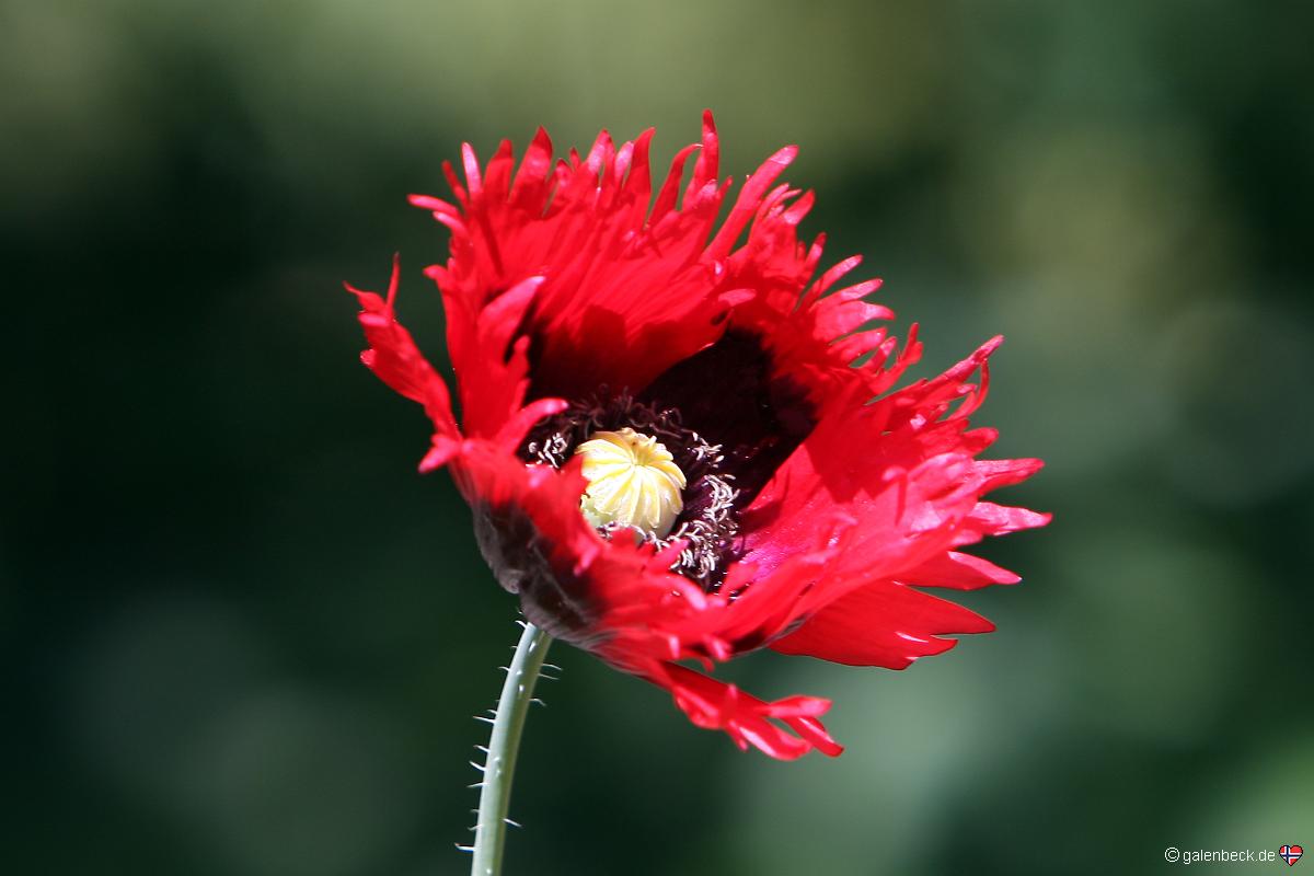 University of California Botanical Garden