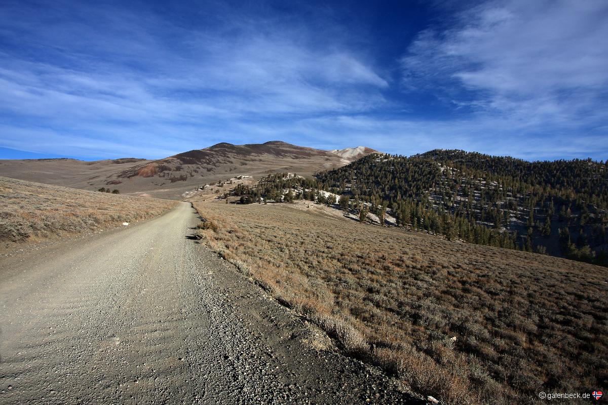 Bristlecone Pine Forest