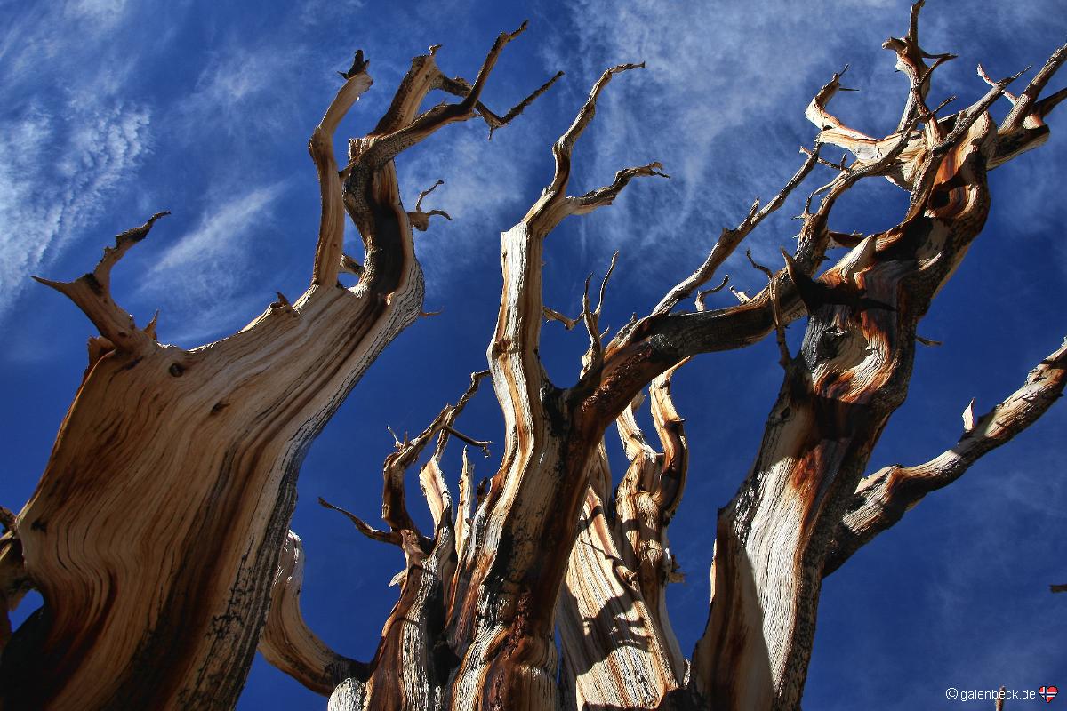 Bristlecone Pine Forest