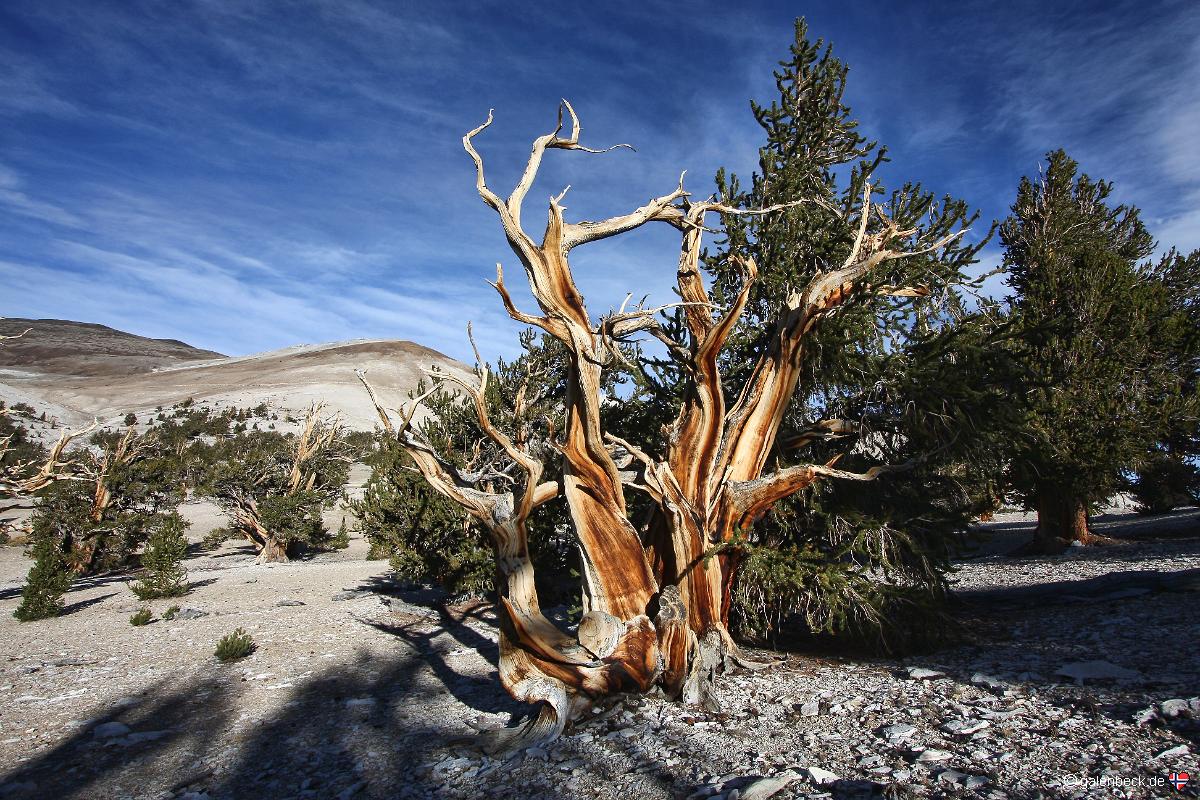 Ancient Bristlecone Pine Forest