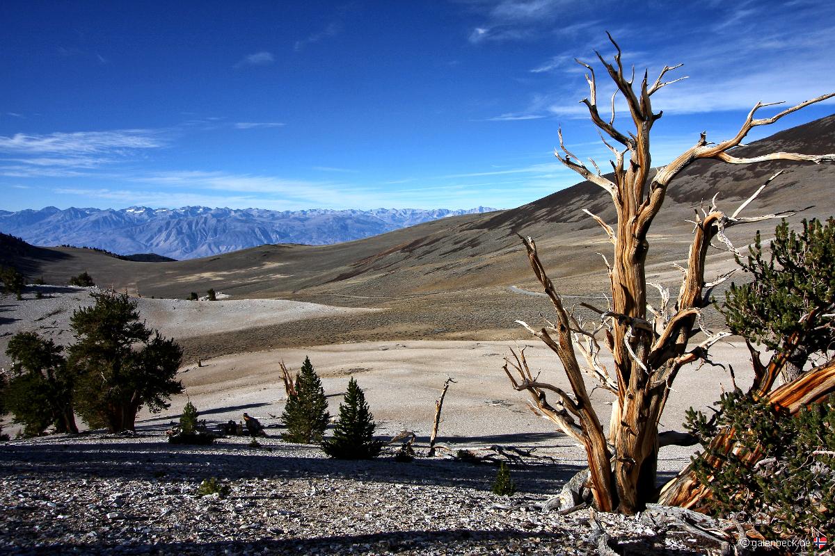 Ancient Bristlecone Pine Forest