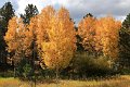 034_Colorado_Herbst