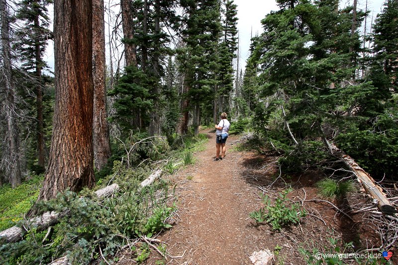 Bristlecone Pine Trail