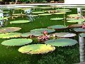 Jardin_Botanico_Puerto_de_la_Cruz_052
